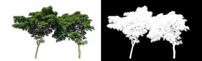 Green trees on white background with clipping path and alpha channel on black background. photo