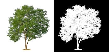 verde árbol en blanco antecedentes con recorte camino y alfa canal en negro antecedentes. foto