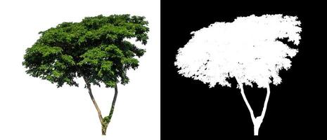 Single tree on white background with clipping path and alpha channel on black background. photo