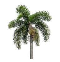 Green palm tree isolated on white background with clipping path and alpha channel. photo