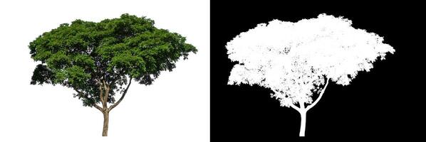 Single tree on white background with clipping path and alpha channel on black background. photo