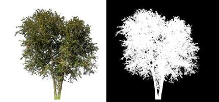 Single trees on white background with clipping path and alpha channel on black background. photo