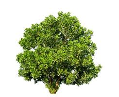 Bush on white background with clipping path and alpha channel. photo