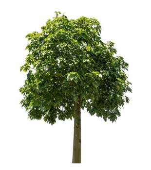 Tree isolated on white background with clipping path and alpha channel. photo