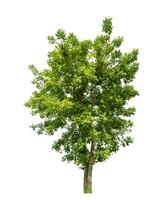 Tree isolated on white background with clipping path and alpha channel. photo