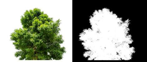 Bush on white background with clipping path and alpha channel on black background. photo