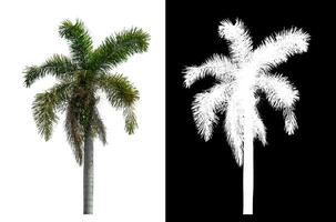 Green palm tree isolated on white background with clipping path and alpha channel on black background. photo