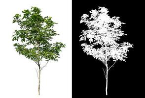 soltero verde árbol en blanco antecedentes con recorte camino y alfa canal en negro antecedentes.