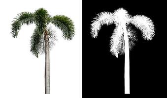 Green palm tree isolated on white background with clipping path and alpha channel on black background. photo