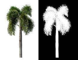 Green palm tree isolated on white background with clipping path and alpha channel on black background. photo