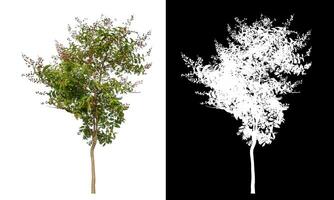 Single green tree on white background with clipping path and alpha channel on black background. photo