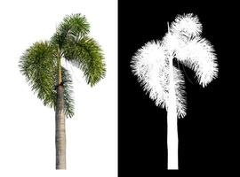 Green palm tree isolated on white background with clipping path and alpha channel on black background. photo