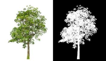 Single green tree on white background with clipping path and alpha channel on black background. photo