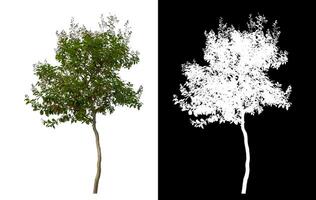 Single green tree on white background with clipping path and alpha channel on black background. photo