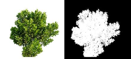 Bush on white background with clipping path and alpha channel on black background. photo