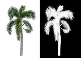 Green palm tree isolated on white background with clipping path and alpha channel on black background. photo