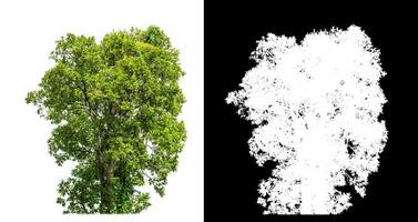 Single green tree on white background with clipping path and alpha channel on black background. photo