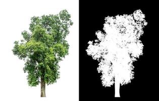 Single green tree on white background with clipping path and alpha channel on black background. photo