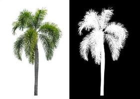 Green palm tree isolated on white background with clipping path and alpha channel on black background. photo