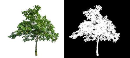 Single green tree on white background with clipping path and alpha channel on black background. photo