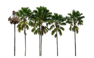 Group of palm trees on white background with clipping path and alpha channel. photo