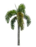 Green palm tree isolated on white background with clipping path and alpha channel photo