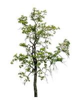 Tree isolated on white background with clipping path and alpha channel. photo