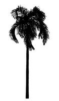 palm tree silhouette on white background with clipping path and alpha channel. photo