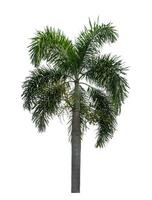 Green palm tree isolated on white background with clipping path and alpha channel. photo