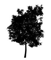 Tree silhouette on white background with clipping path and alpha channel. photo