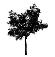 Tree silhouette on white background with clipping path and alpha channel. photo