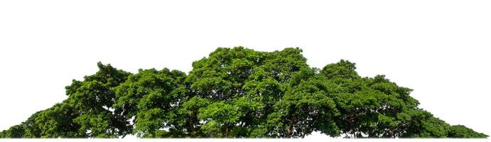 Green trees isolated are forest on white background, high resolution. photo