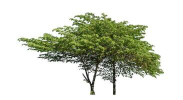 Green tree isolated on white background with clipping path and alpha channel. photo