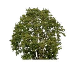 canopy tree on white background with clipping path and alpha channel. photo