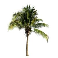 Coconut tree on white background with clipping path and alpha channel. photo