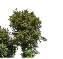 Bush on white background with clipping path and alpha channel. photo