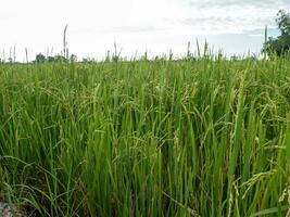 The rice plants are growing in the rice fields. photo