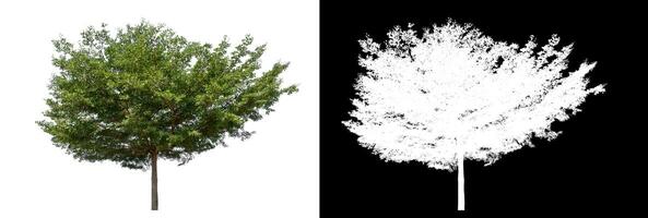 Green tree on white background with clipping path and alpha channel on black background. photo