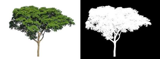 Green tree on white background with clipping path and alpha channel on black background. photo