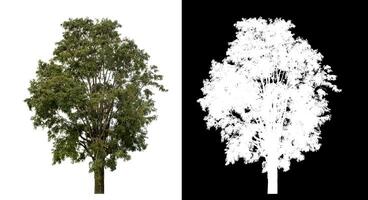 Single tree on white background with clipping path and alpha channel on black background. photo