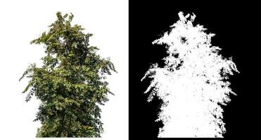 Bush on white background with clipping path and alpha channel on black background. photo