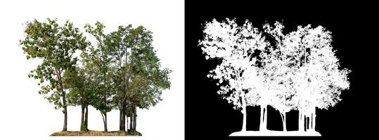 trees on white background with clipping path and alpha channel on black background. photo