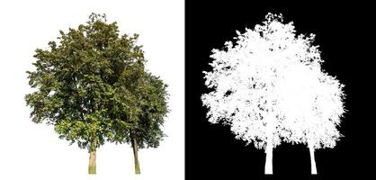 Single tree on white background with clipping path and alpha channel on black background. photo