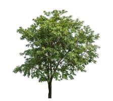 Tree isolated on white background with clipping path and alpha channel. photo