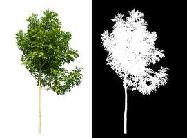 Single green tree on white background with clipping path and alpha channel on black background. photo