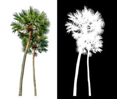 Green palm tree isolated on white background with clipping path and alpha channel on black background. photo