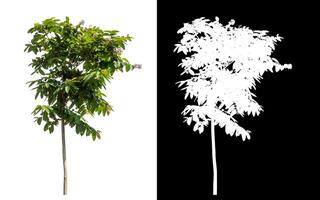 Single green tree on white background with clipping path and alpha channel on black background. photo