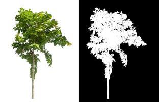 Single green tree on white background with clipping path and alpha channel on black background. photo