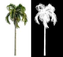 Green palm tree isolated on white background with clipping path and alpha channel on black background. photo