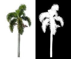 Green palm tree isolated on white background with clipping path and alpha channel on black background. photo